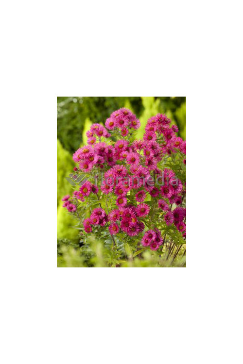 Aster nowangielski 'Alma Potschke' Aster novi-angliae