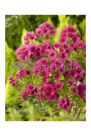 Aster nowangielski 'Alma Potschke' Aster novi-angliae