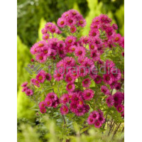 Aster nowangielski 'Alma Potschke' Aster novi-angliae