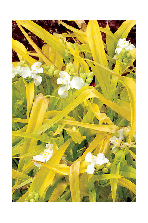 Trzykrotka 'Angelic Charm' Tradescantia