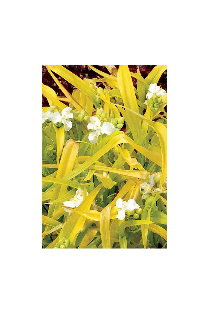 Trzykrotka 'Angelic Charm' Tradescantia