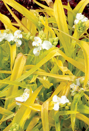 Trzykrotka 'Angelic Charm' Tradescantia