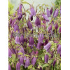 Dzwonek kropkowany 'Rubriflora' Campanula punctata