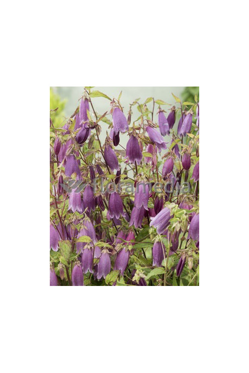 Dzwonek kropkowany 'Rubriflora' Campanula punctata