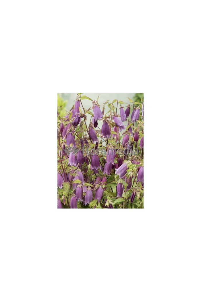 Dzwonek kropkowany 'Rubriflora' Campanula punctata