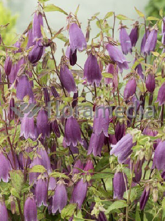 Dzwonek kropkowany 'Rubriflora' Campanula punctata