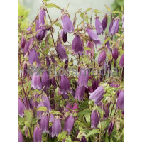 Dzwonek kropkowany 'Rubriflora' Campanula punctata