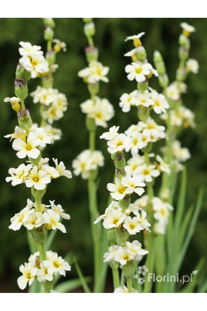 Miecznica szerokolistna Sisyrinchium striatum