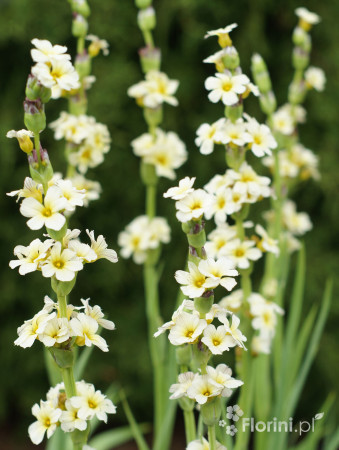 Miecznica szerokolistna Sisyrinchium striatum