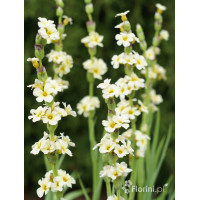 Miecznica szerokolistna Sisyrinchium striatum