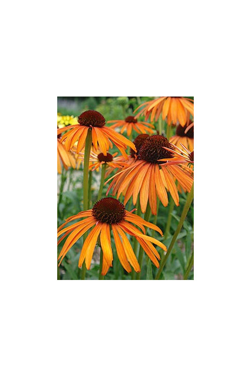 Jeżówka 'Indian Summer' Echinacea