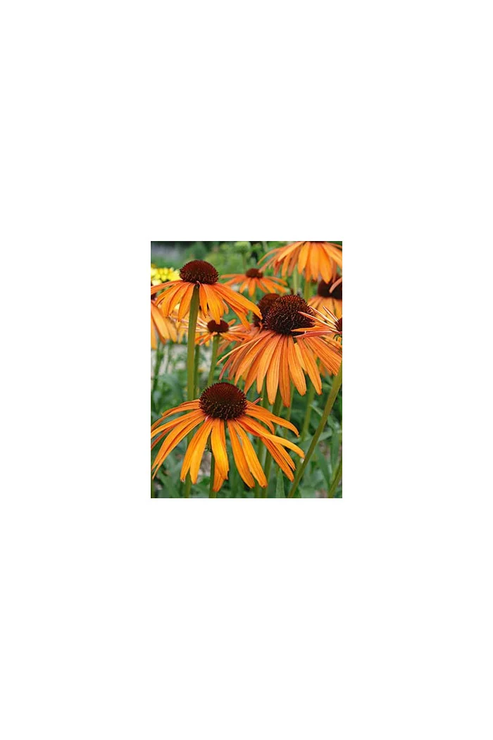 Jeżówka 'Indian Summer' Echinacea