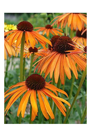 Jeżówka 'Indian Summer' Echinacea