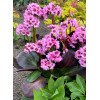 Bergenia 'Vintage Blush' | Bergenia