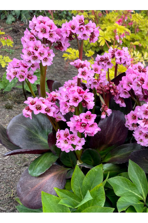 Bergenia 'Vintage Blush' | Bergenia