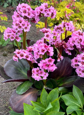 Bergenia 'Vintage Blush' | Bergenia