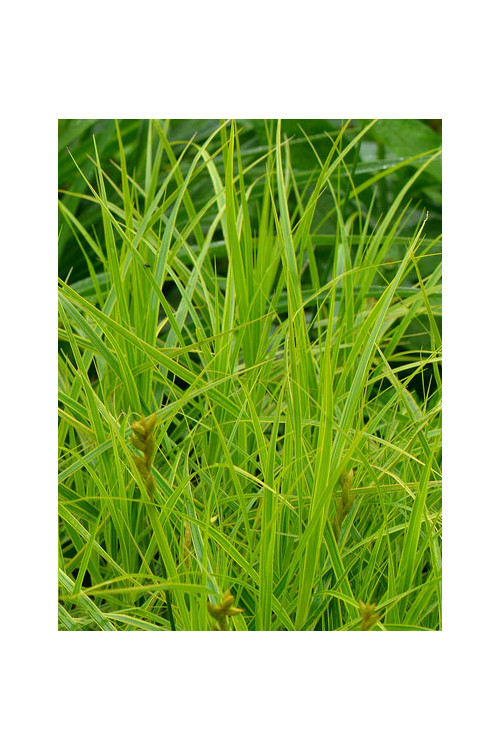 turzyca, turzyca morrowa, carex,