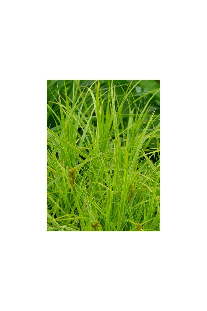 turzyca, turzyca morrowa, carex,