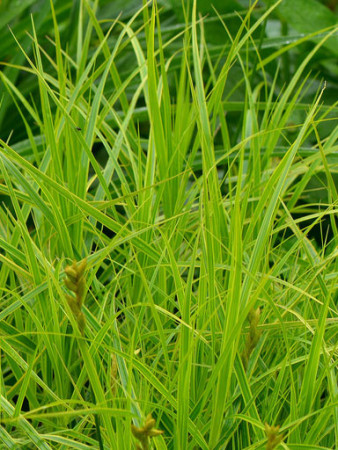 turzyca, turzyca morrowa, carex,