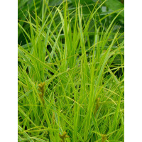 turzyca, turzyca morrowa, carex,