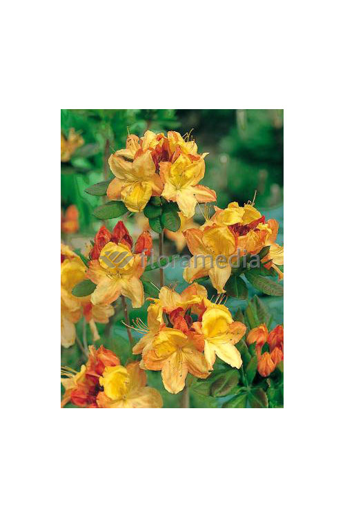 Azalia wielkokwiatowa 'Glowing Embers' | Rhododendron