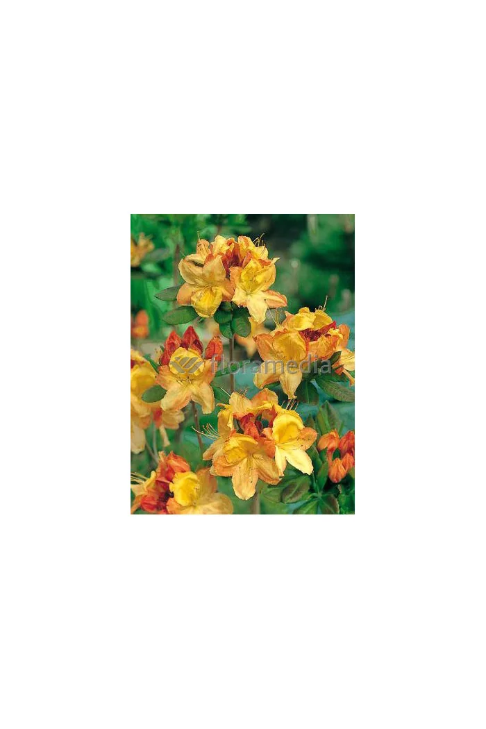 Azalia wielkokwiatowa 'Glowing Embers' | Rhododendron