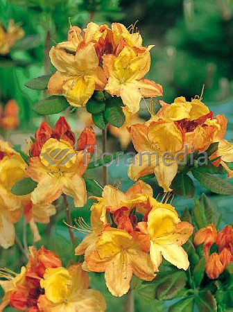 Azalia wielkokwiatowa 'Glowing Embers' | Rhododendron