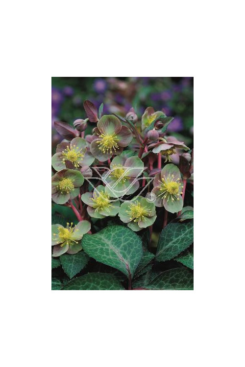 Ciemiernik niebieskawy Helleborus lividus