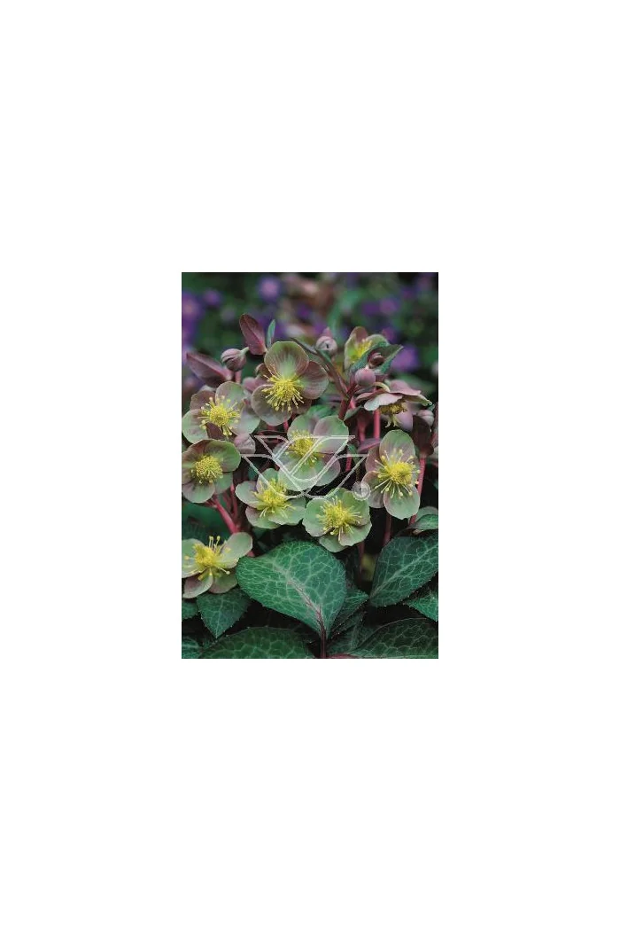 Ciemiernik niebieskawy Helleborus lividus