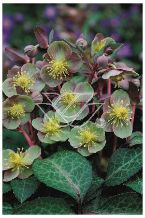 Ciemiernik niebieskawy Helleborus lividus