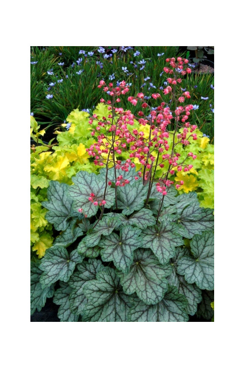 Żurawka 'Peppermint Spice' | Heuchera