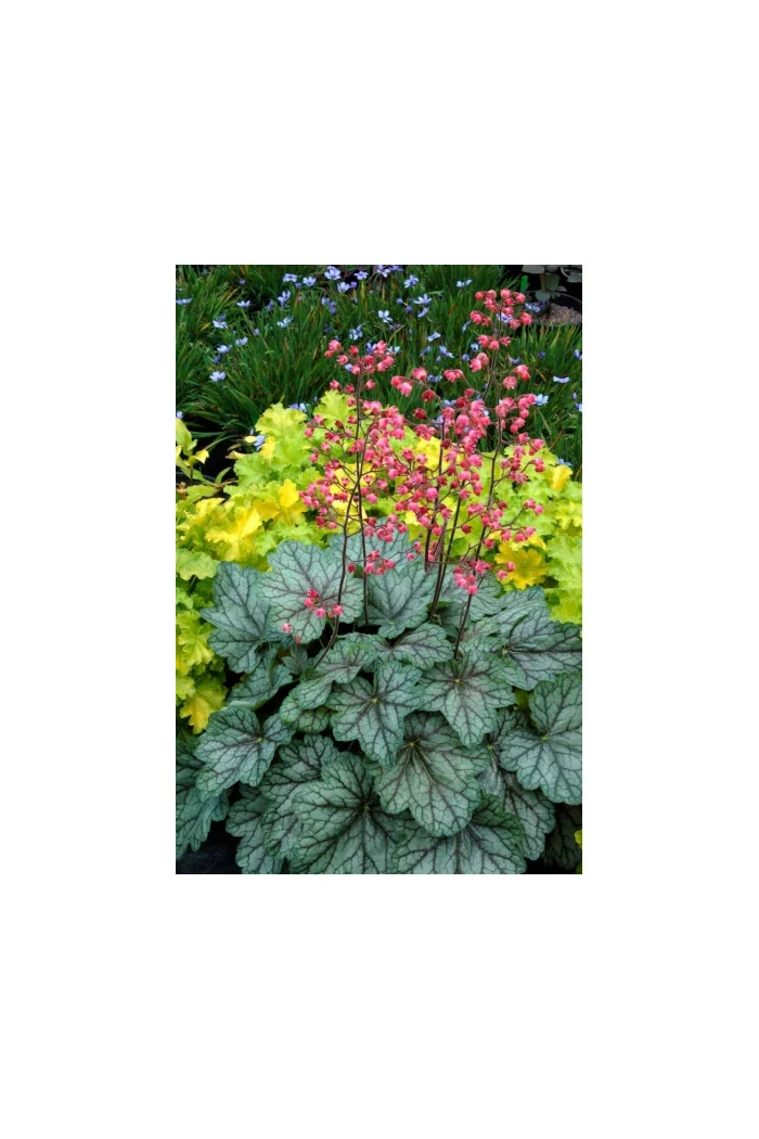 Żurawka 'Peppermint Spice' | Heuchera