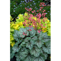 Żurawka 'Peppermint Spice' | Heuchera