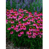 Jeżówka 'Red Knee High' Echinacea