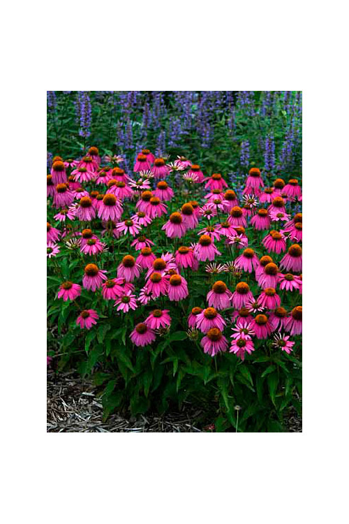 Jeżówka 'Red Knee High' Echinacea