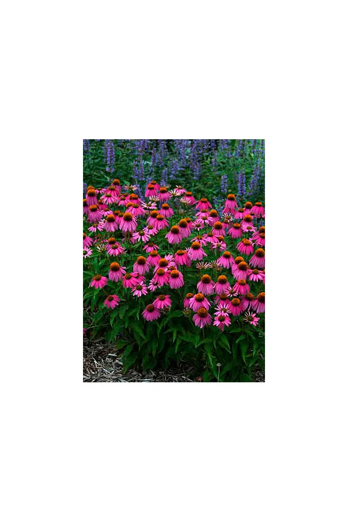 Jeżówka 'Red Knee High' Echinacea