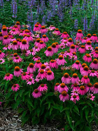 Jeżówka 'Red Knee High' Echinacea