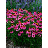 Jeżówka 'Red Knee High' Echinacea