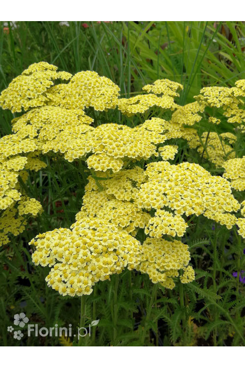 Krwawnik ogrodowy 'Summer Fruits Lemon' | Achillea millefolia