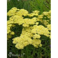 Krwawnik ogrodowy 'Summer Fruits Lemon' | Achillea millefolia