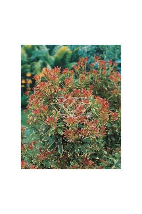 Pieris japoński 'Little Heath' Pieris japonica