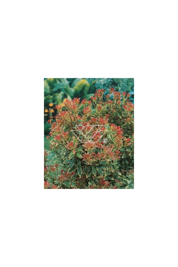 Pieris japoński 'Little Heath' Pieris japonica