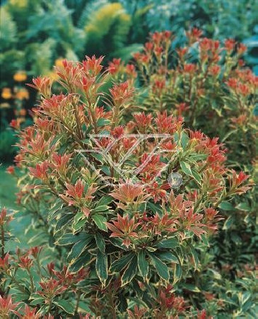 Pieris japoński 'Little Heath' Pieris japonica