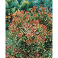 Pieris japoński 'Little Heath' Pieris japonica