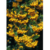 Ognik szkarłatny 'Soleil d'or' Pyracantha coccinea