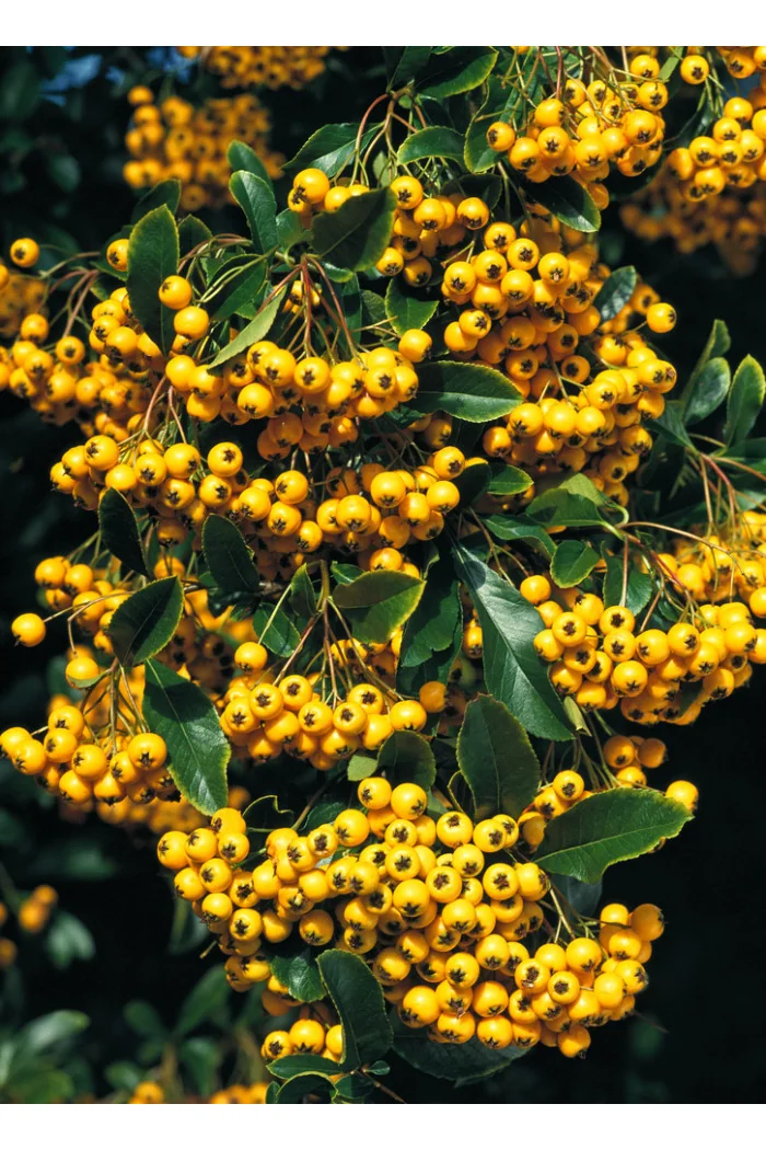 Ognik szkarłatny 'Soleil d'or' Pyracantha coccinea