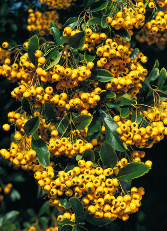 Ognik szkarłatny 'Soleil d'or' Pyracantha coccinea