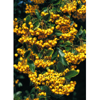 Ognik szkarłatny 'Soleil d'or' Pyracantha coccinea