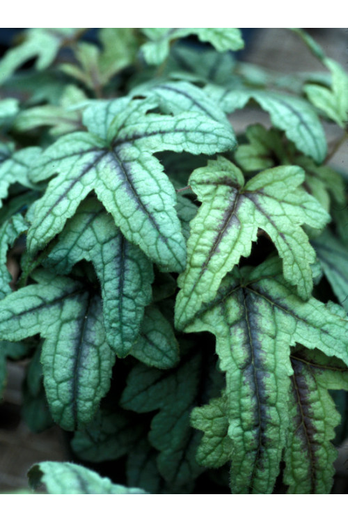 Żuraweczka (Żurawka) 'Kimono' | Heucherella