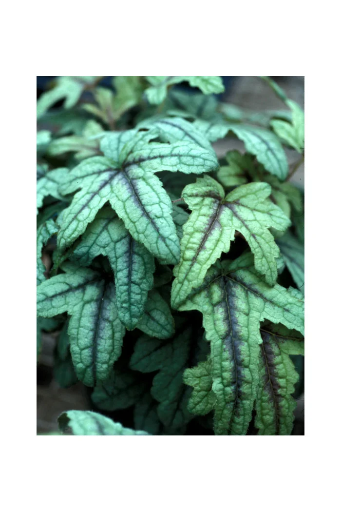 Żuraweczka (Żurawka) 'Kimono' | Heucherella